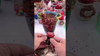 Succulent DIY ideas | 多肉植物| 다육이들 | Suculentas #Shorts