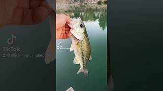 Crappie fishing bi-catches #crappiefishing #bass #ultralightfishing