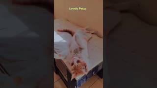 Cat Videos 🐈😻 | Cat Shorts | #cat #catlover #shorts #catsoftiktok #petlover