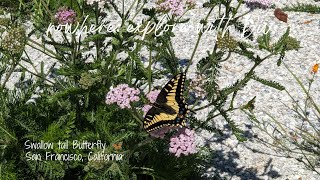 Yellow Anise swallowtail butterfly 🦋