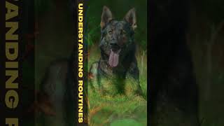 Mind-Blowing German Shepherd Intelligence! | Understanding Routines | Facts #shorts