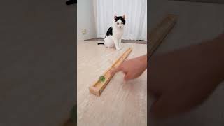 Cat and Marble Run