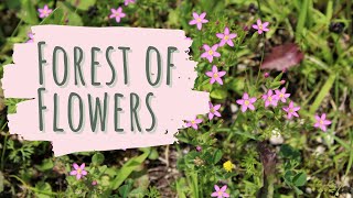 Forest of Flowers | Cosmic Spoken Word