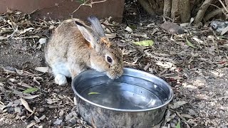 Bunny spoiling humans after drinking water