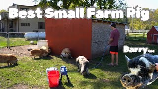 Best Pasture Pig For Small Farms