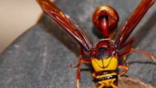 صيد الدبور الاحمر | Red Hornet