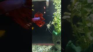 BETTA FISH VS ANGEL FISH