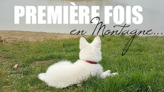 VLOG | Mon chiot découvre la montagne.