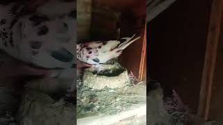 pigeon video#YouTube short video#please guys subscribe this channel 🥺🥺🙏🏻