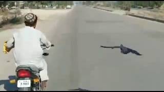 Race Between Pigeon  and Motorbike Amazing Talent in Pakistan Kabootar ki Motorbike Say Race