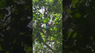 May umakyat sa puno ng rambutan #viralvideo  #food  #fruit