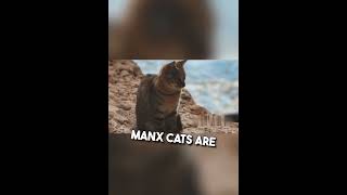 Manx Cats: The Dog-Like Protectors #shorts