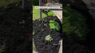 #landscaping #garden #subscibeformore #subscribe