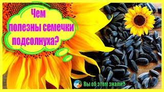 Чем полезны семечки подсолнуха?