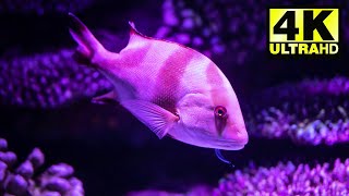 Fish 4K Videos FULL