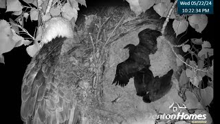 Denton Homes Iowa Eagles - First Night In A New Nest! Dad Watching From Above 5.22 & 23.24