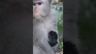 Monkey funny videos #1426 #babymonkey #shortvideo #short #viral #monkey #reels2023