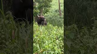 നേരെ വന്നാൽ തീർന്നു#wildlife#shots#shorts#shortsfeed#ytviral#animals#bison#ytshort#eco#reel#share#yt