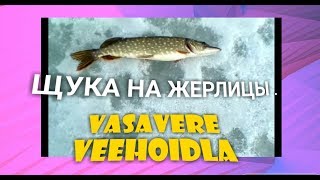 Щука в феврале на песчаном карьере на жерлицы . Vasavere veehoidla . Зимняя рыбалка на щуку 2017 г .