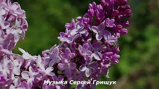 Музыка Для Души,, КОГДА ЦВЕТЁТ СИРЕНЬ,,  Музыка Сергей Грищук   #МУЗЫКА  #КРАСИВАЯМУЗЫКА