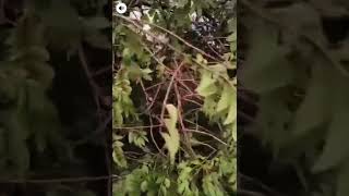 Malecón Bahía de la Cruz, vehículos afectados por caída de árboles, debido a fuerte lluvia.