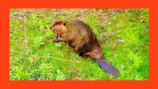 Watch A  Beaver Emerge from the River Covered in Weeds