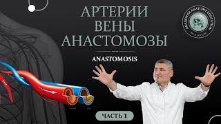 Артерии. Вены. Анастомозы / Anastomoses. Часть 1