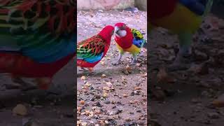 rosella parrot vlogs my YouTube channel subscrabe🙏