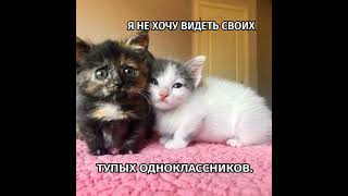 Нашла на просторах ТГ, автора не знаю // #вреки #cat #meme #fypシ