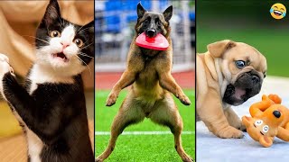 Funny ANIMALS videos 😂 Funniest CATS😺 and DOGS🐶 2024