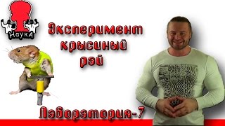 Эксперимент: крысиный рай