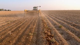 Potato Harvest!