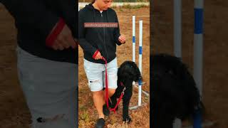 Physical corrections?! 😳 ( Dog Training ) - Correções físicas?! 😳( Adestramento de Cães)