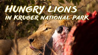 KRUGER SIGHTINGS: LION PRIDE eating BUFFALO KILL in KRUGER NATIONAL PARK South Africa