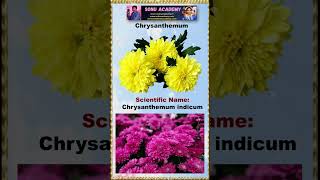 Chrysanthemum #chrysanthemum #flowers🏵️#viral  #shorts #videoshort #shortsfeed  #nanduram🌷#trending