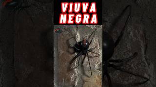 Viúva Negra é linda porém mortal aos Machos 🕷️ #shorts #aranhas