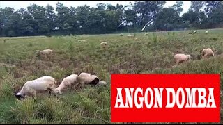 Angon Domba Tengah Sawah