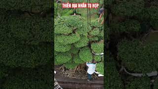 9 điều ý nghĩa #yeucay #bonsaitree #shortvideo