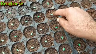 How to make seedlings from melon seeds