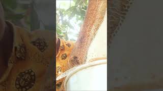 Honey Harvesting - Bee Master in Taiwan Ep-152 By Sarvaivel Rad