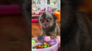 Man picked up a strange creature and then #marmoset #monkey #shorts