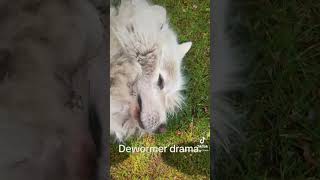 Farm dog secretly spits out medicine #shorts #funnyvideo #funnyanimals