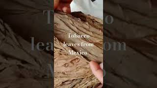 Tabaco de exportación - Tobacco from Mexico