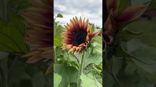 The Pro-cut Plum Sunnies are starting to show off! #shorts #sunflower #flower #garden #cutflowers