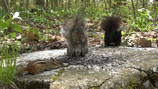 Chipmunks, Birds and Squirrels of the Forest - 10 Hour CAT TV - May 18, 2023