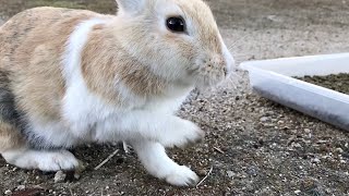 This beautiful rabbit is too cute!