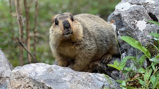 Chubby Himalayan Marmots Foraging for Wild Vegetables!