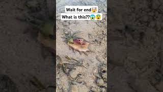 mysterious sea creature??😨kya hai yeh#mysterious #mystery #shorts #viral #youtubeshorts #trending