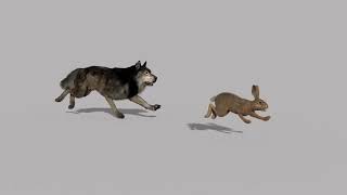 Wolf Chasing Hare   -    Motion Graphics  -   Background Video