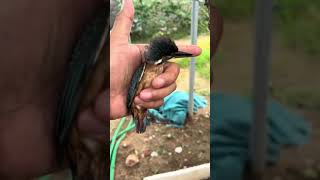 kingfisher || common kingfisher || kingfisher bird flying